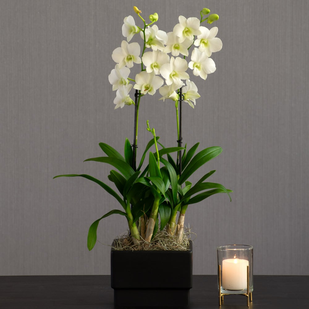 White Dendrobium Orchid in black ceramic cachepot