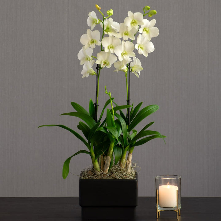 White Dendrobium Orchid in black ceramic cachepot