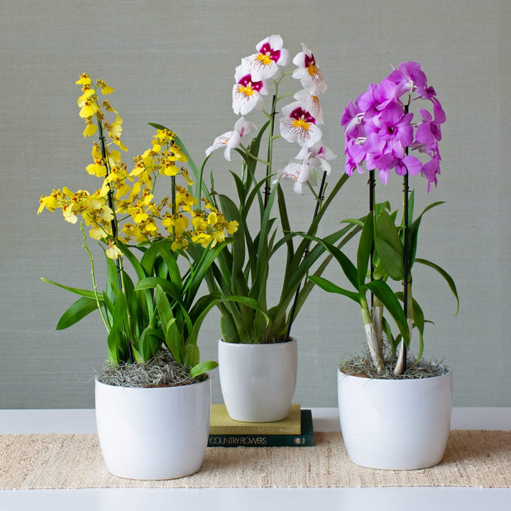 Months of Specialty Orchids, Grower's Choice