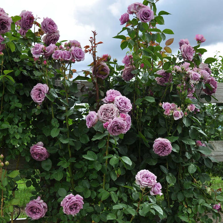 Rose Arborose® Quicksilver™