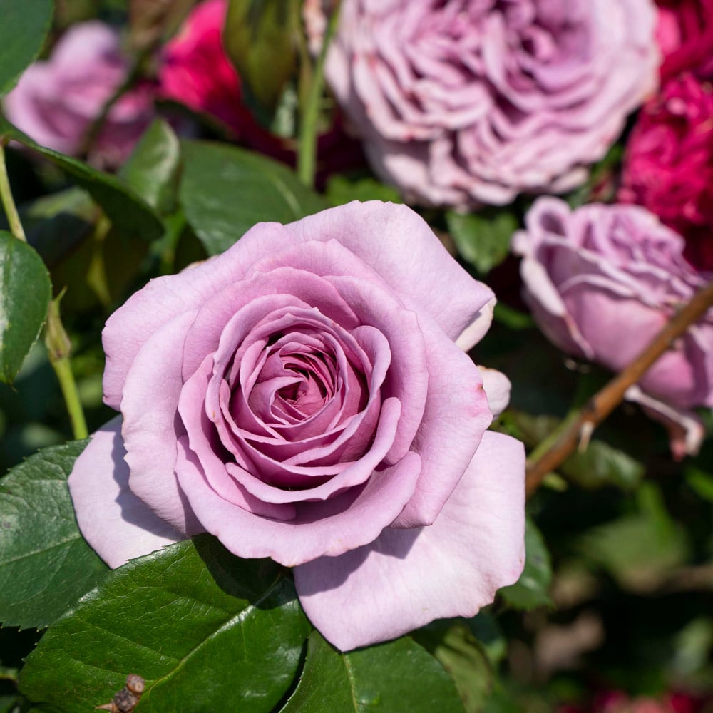 Rose Arborose® Quicksilver™