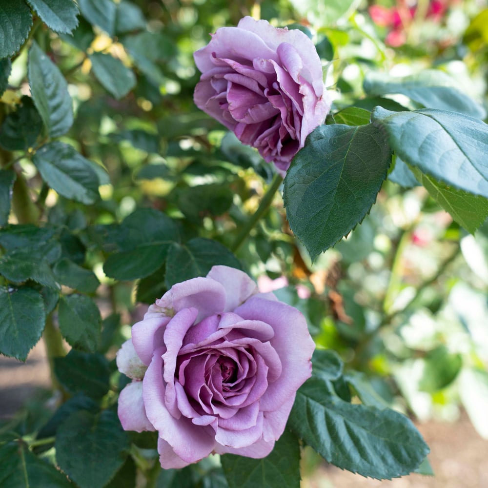Rose Arborose® Quicksilver™