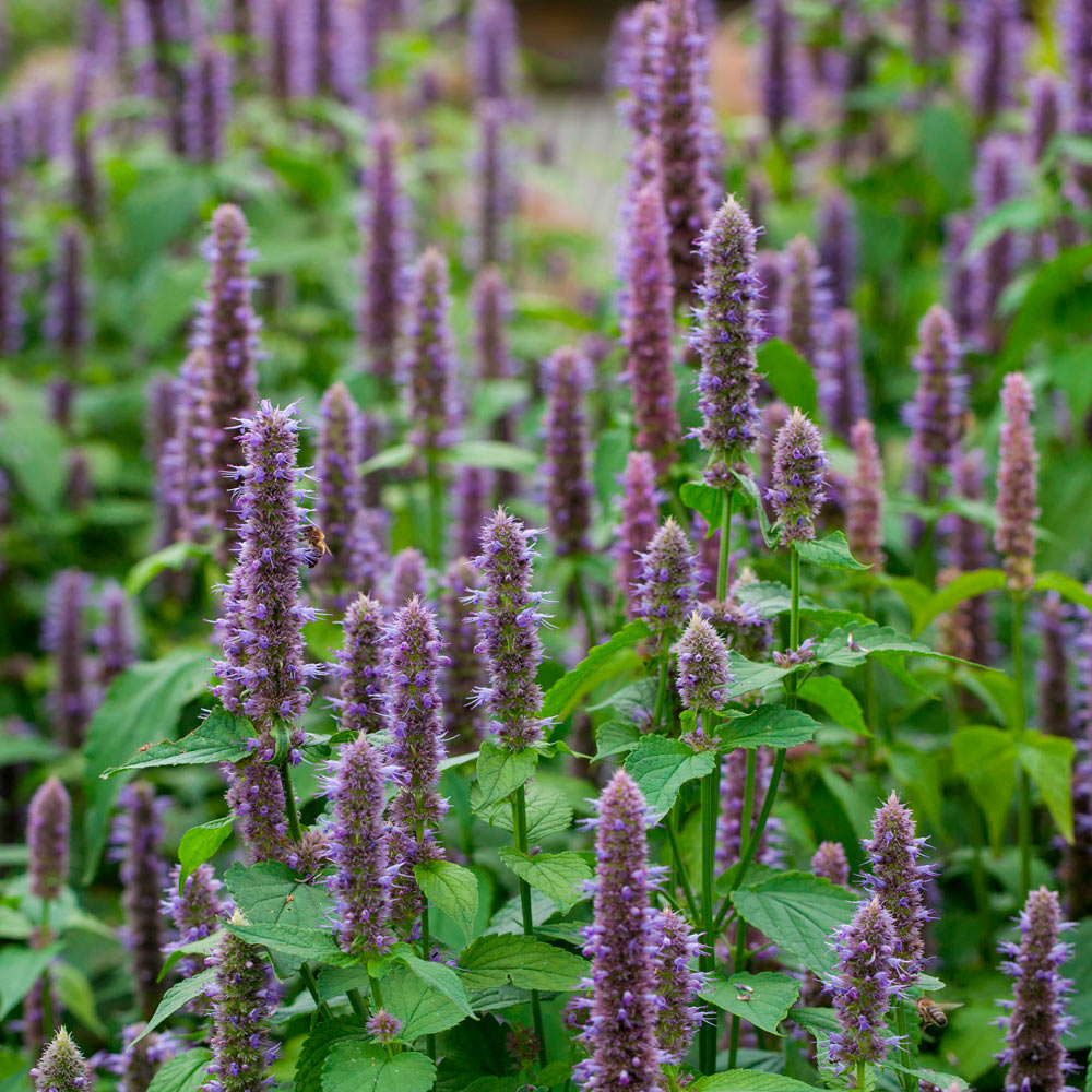 Agastache foeniculum