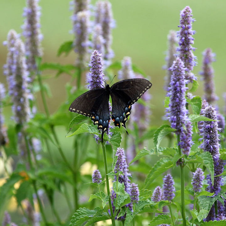 Agastache foeniculum