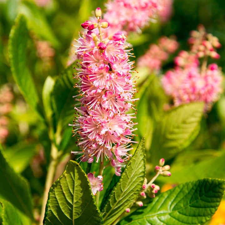 Clethra alnifolia 'Ruby Spice'