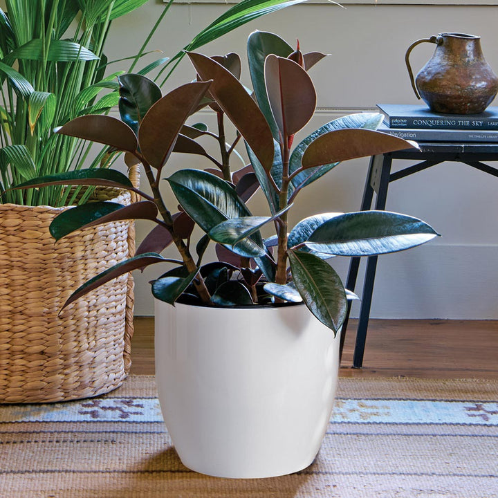 Burgundy Rubber Plant in ceramic cachepot