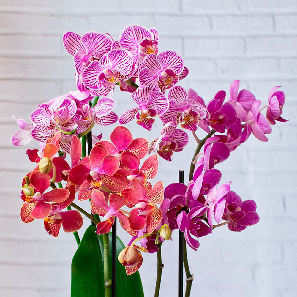 Moth Orchid Trio in black ceramic cachepot
