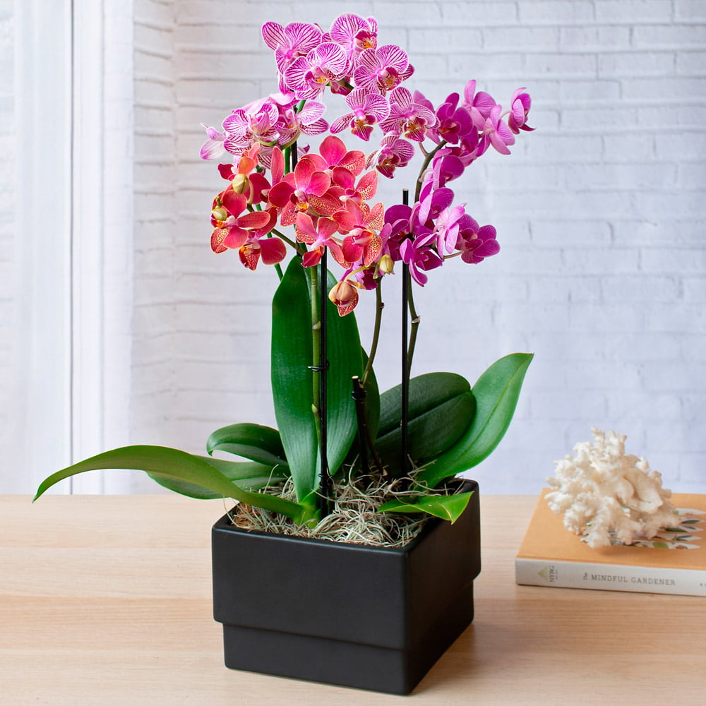 Moth Orchid Trio in black ceramic cachepot