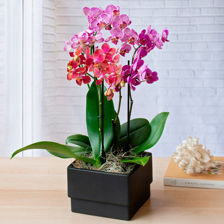 Moth Orchid Trio in black ceramic cachepot