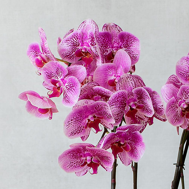 Harlequin Moth Orchids in white ceramic cachepot