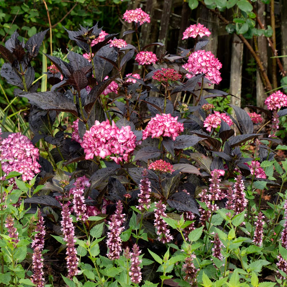Hydrangea macrophylla Eclipse®