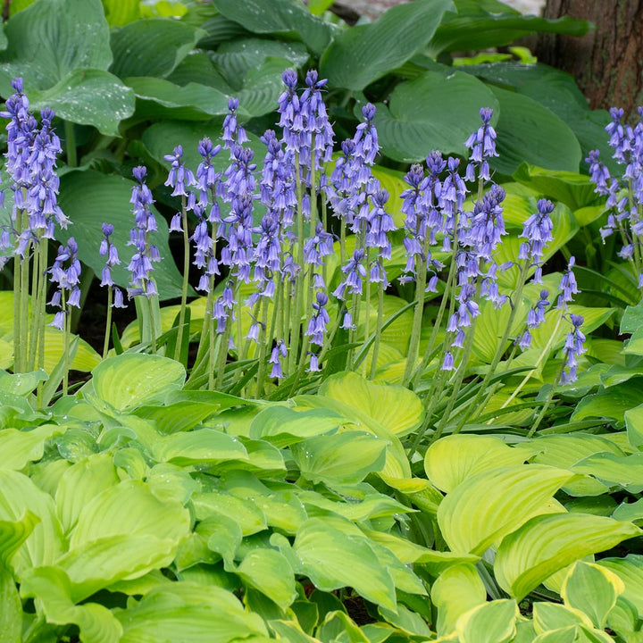 Hyacinthoides hispanica 'Excelsior'