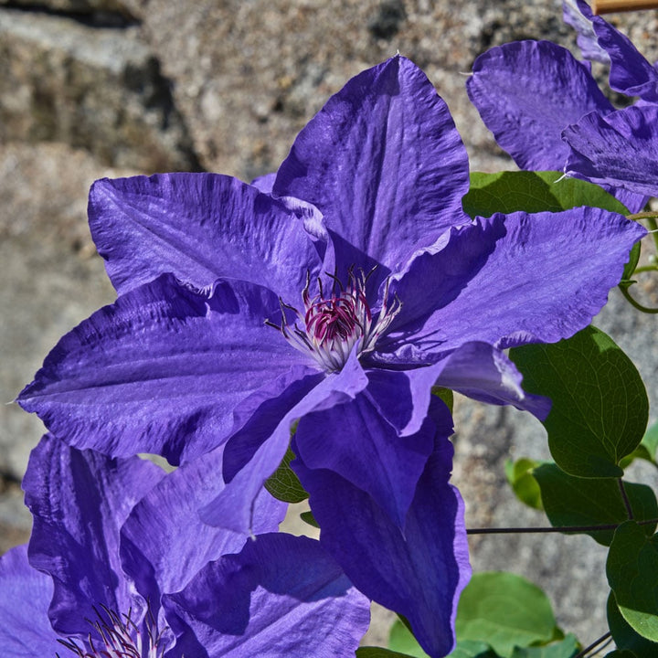 Clematis Lindsay™