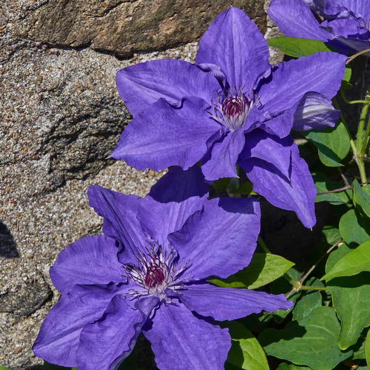 Clematis Lindsay™