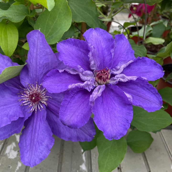 Clematis Lindsay™