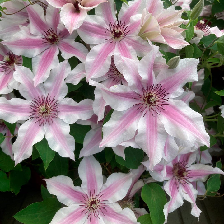 Clematis Ithemba™