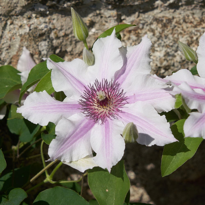 Clematis Ithemba™