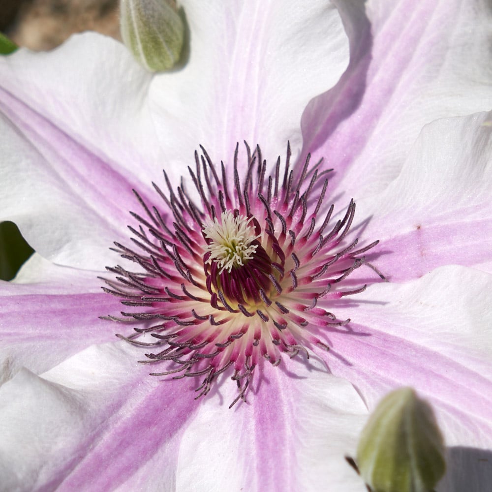 Clematis Ithemba™