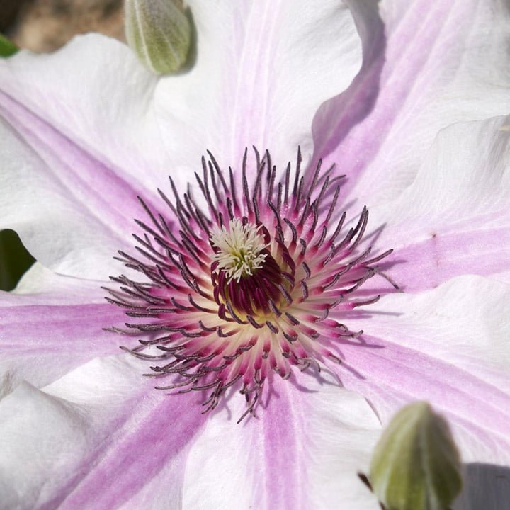 Clematis Ithemba™