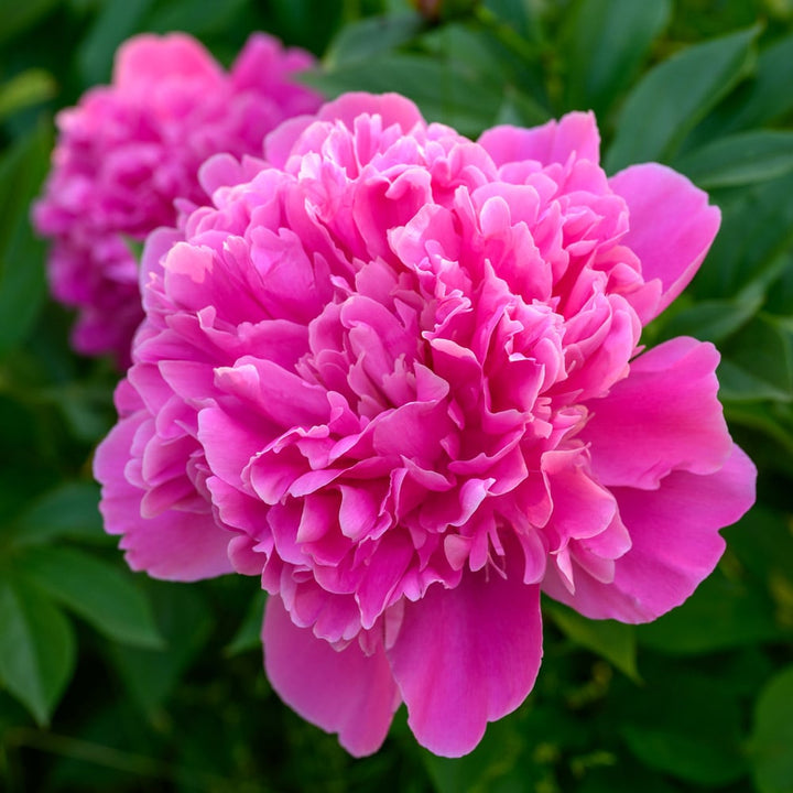 Peony 'Edulis Superba'