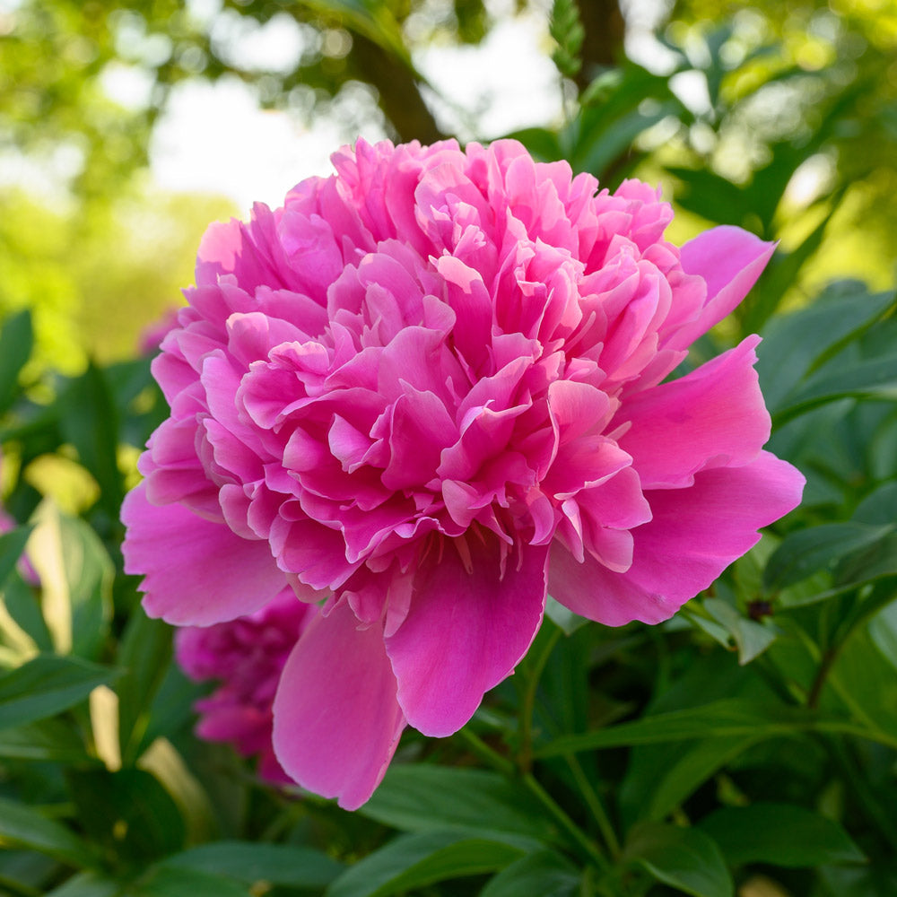Peony 'Edulis Superba'