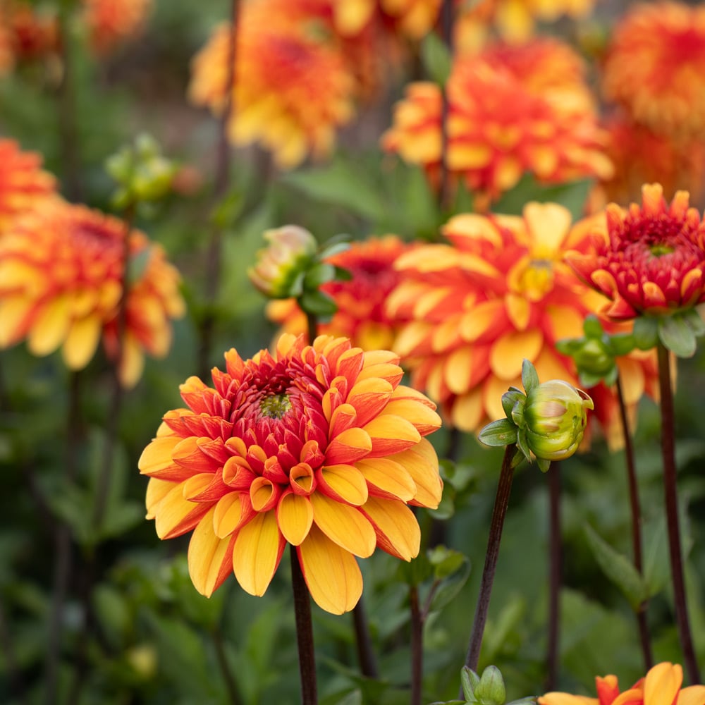 Dahlia 'American Sunset'