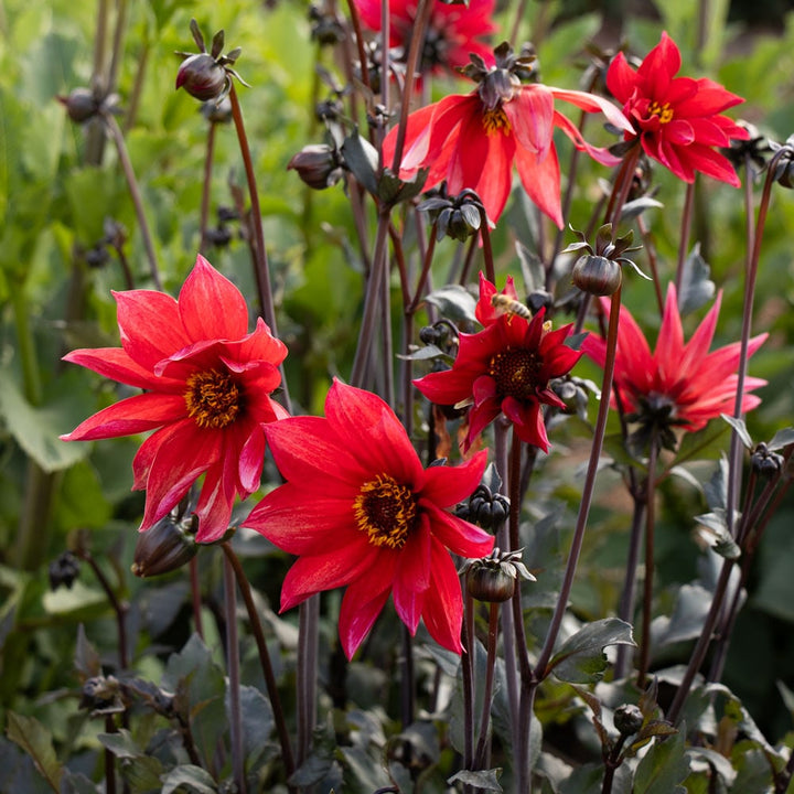 Dahlia 'Bishop of Llandaff'