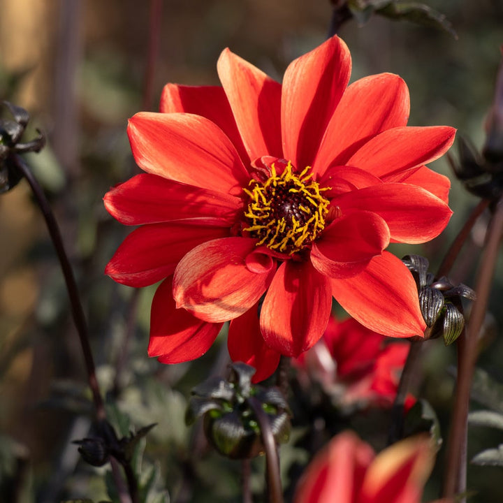 Dahlia 'Bishop of Llandaff'
