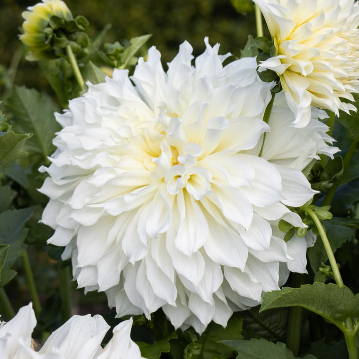 Dahlia 'Fleurel'