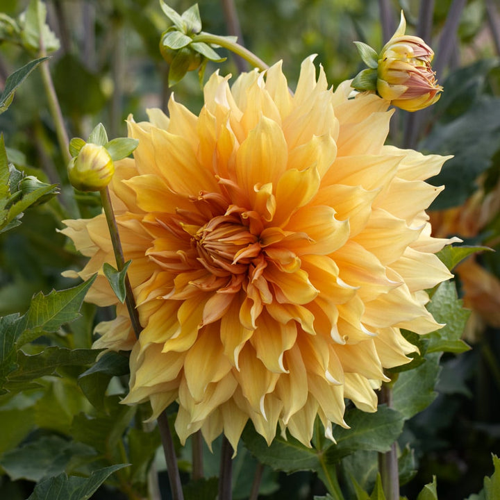 Dahlia 'Hamari Gold'
