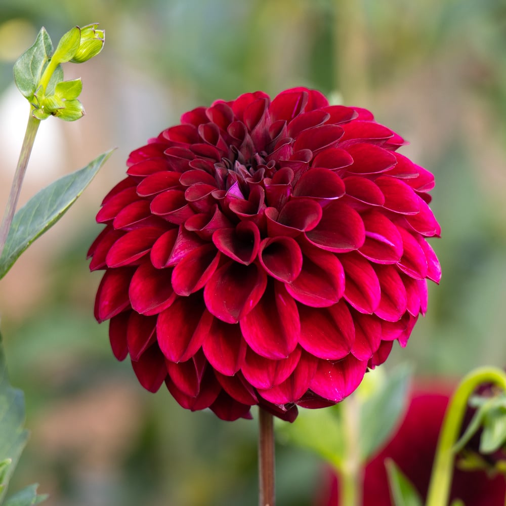 Dahlia 'Maroon Fox'