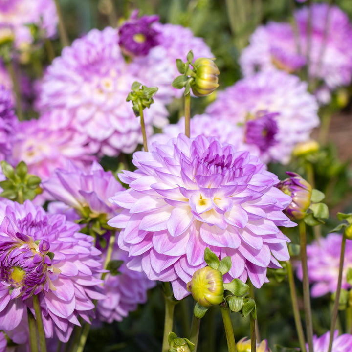 Dahlia 'Mediterrannee'