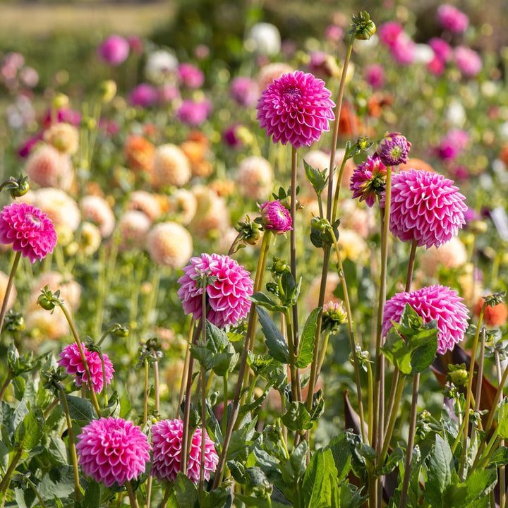 Dahlia 'Pink Sylvia'