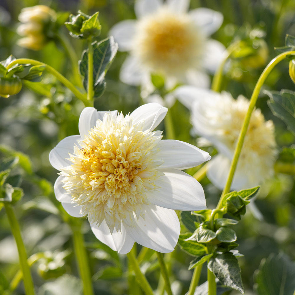 Dahlia 'Platinum Blonde'
