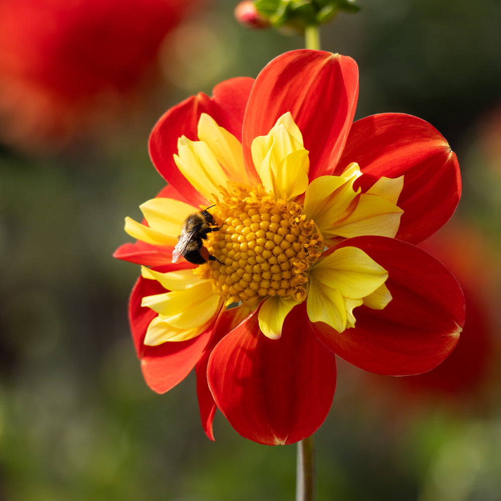 Dahlia 'Pooh'
