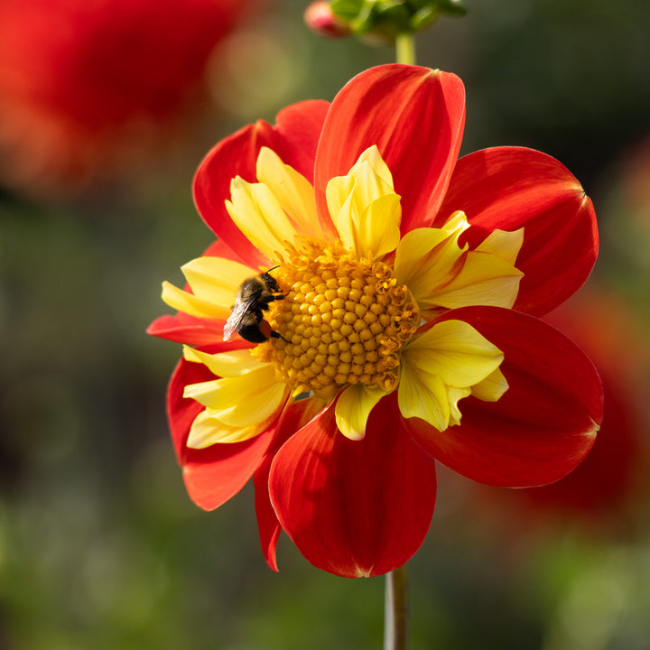 Dahlia 'Pooh'