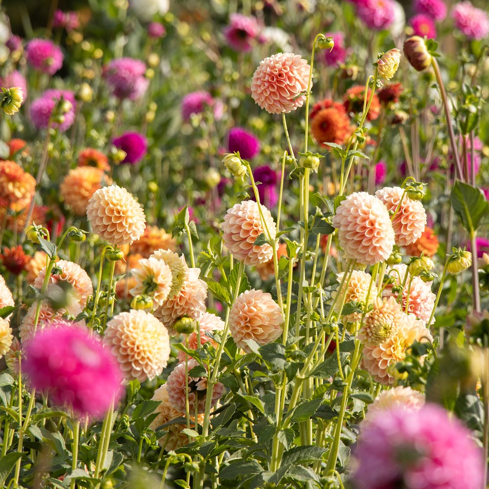 Dahlia 'Sweet Suzanne'