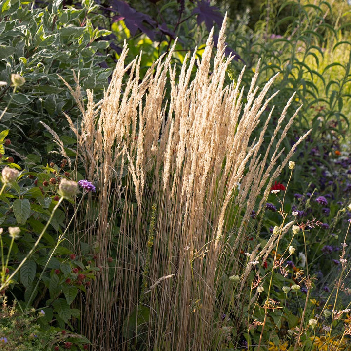 Calamagrostis x acutiflora 'Karl Foerster'