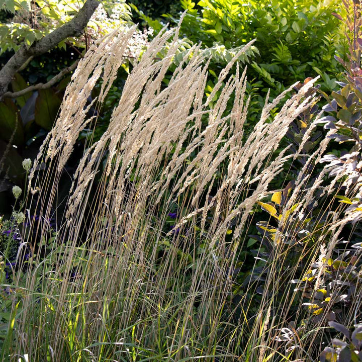 Calamagrostis x acutiflora 'Karl Foerster'