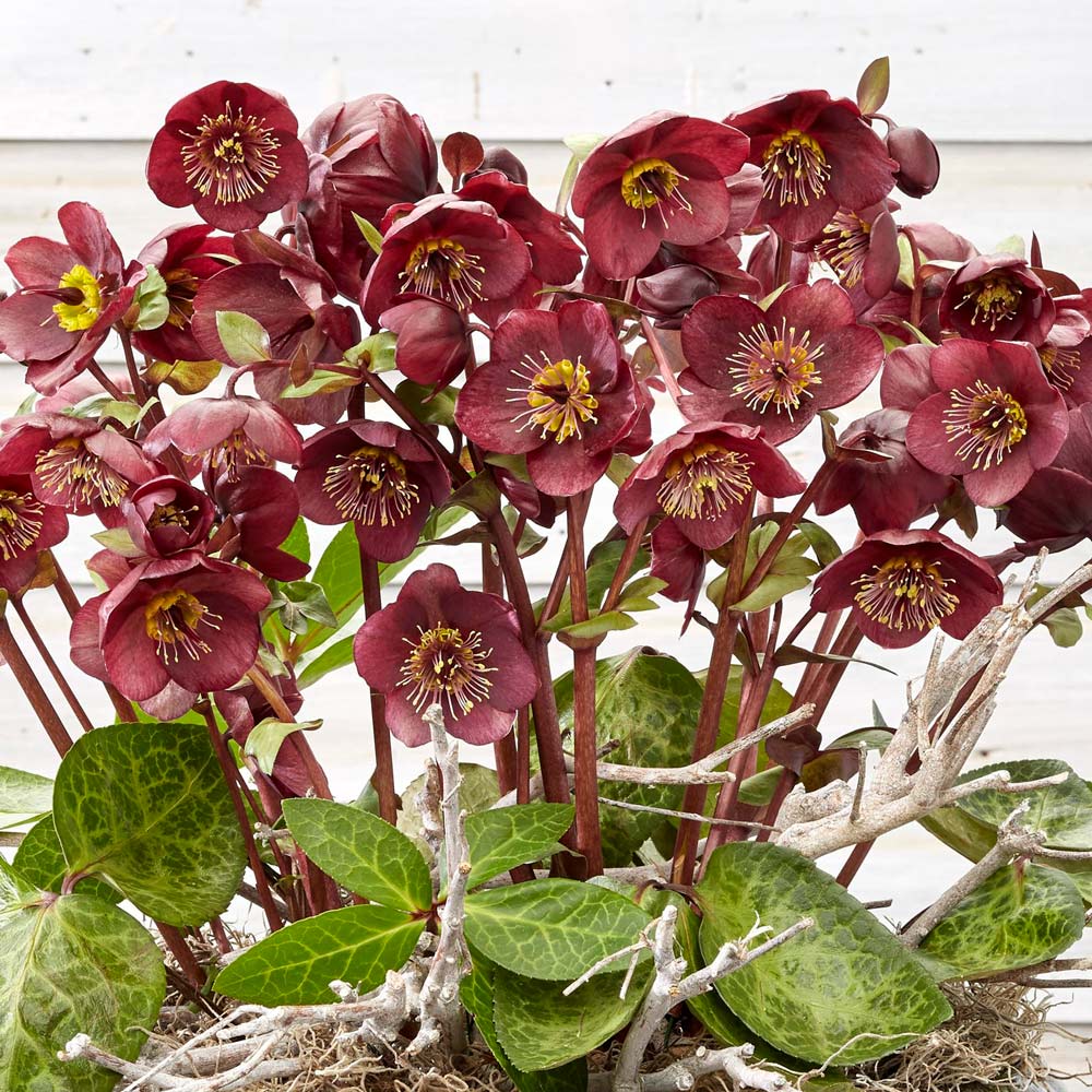 Helleborus Frostkiss® Vibey Velvet™