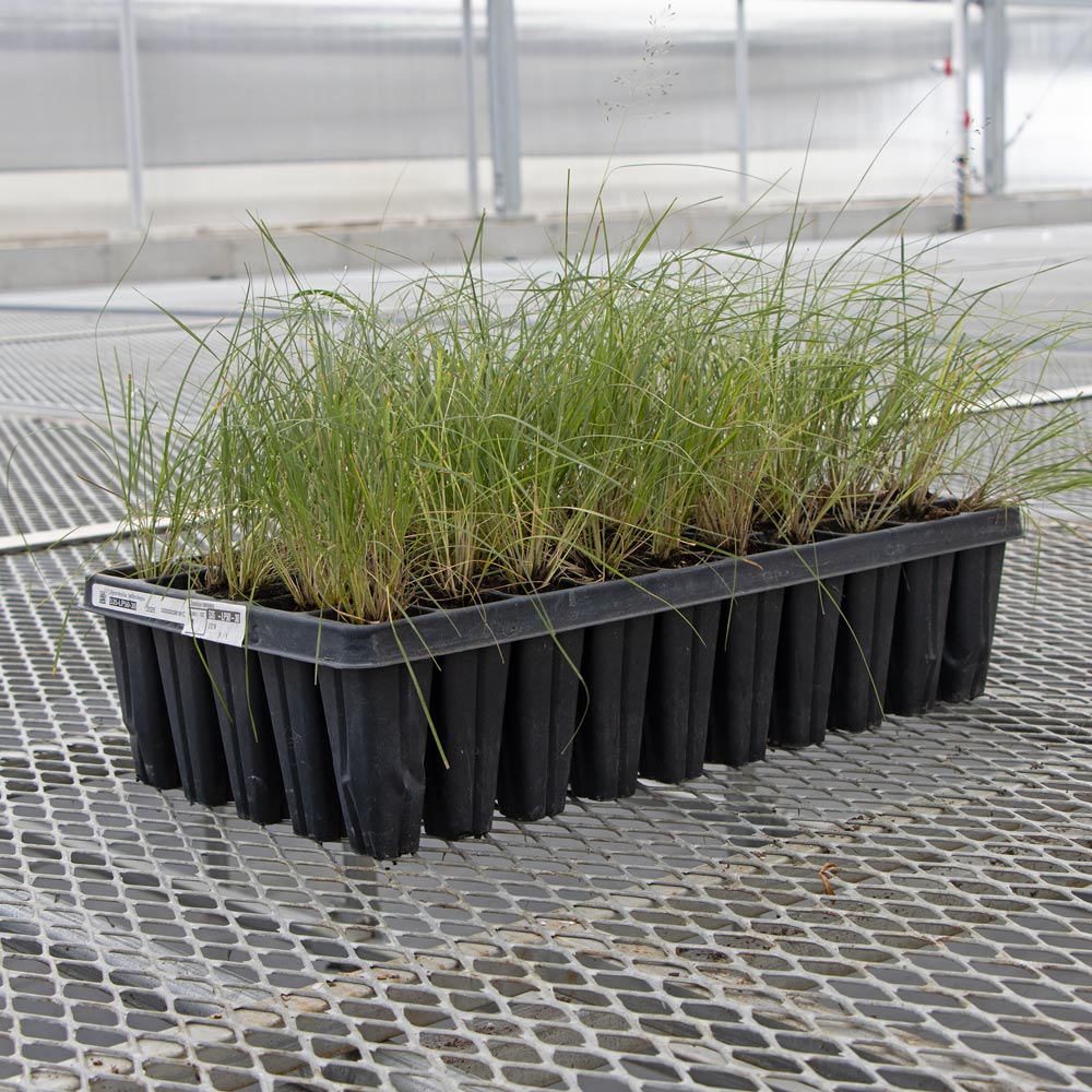Sporobolus heterolepis, tray of 50 plugs