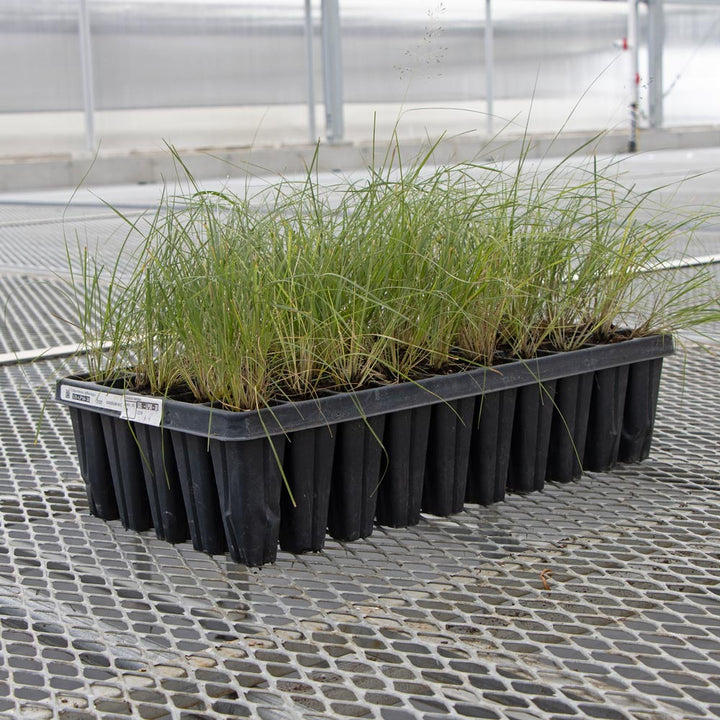 Sporobolus heterolepis, tray of 50 plugs
