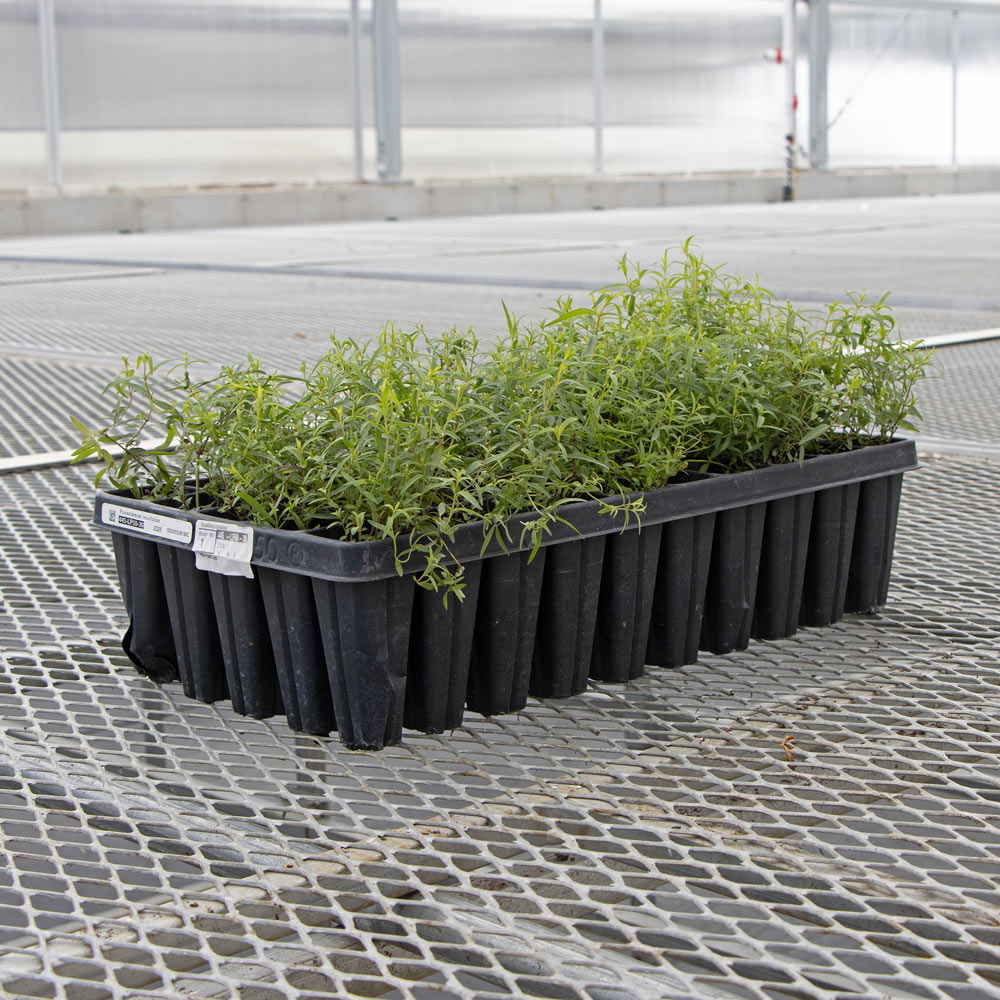 Pycnanthemum tenuifolium, tray of 50 plugs