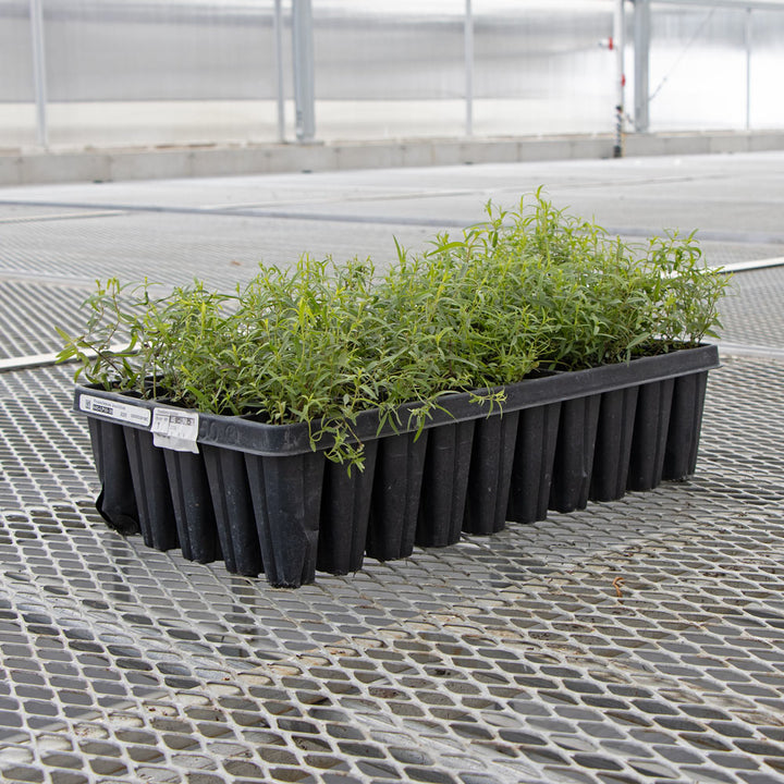 Pycnanthemum tenuifolium, tray of 50 plugs