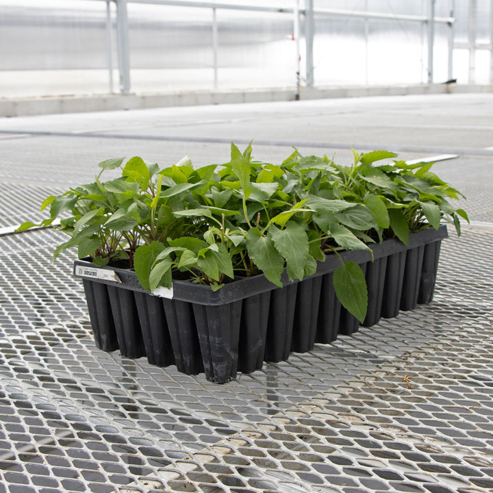 Symphyotrichum cordifolium, tray of 50 plugs