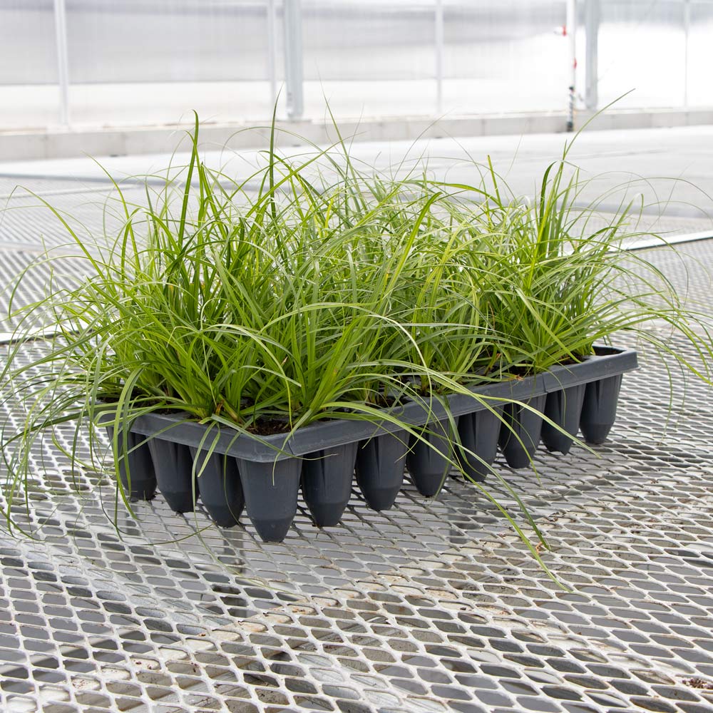 Carex cherokeensis, tray of 32 plugs