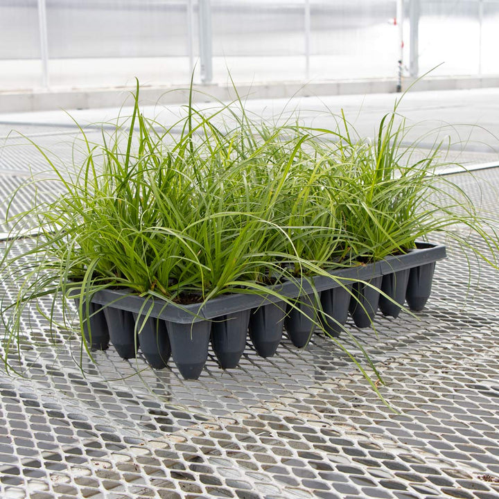 Carex cherokeensis, tray of 32 plugs