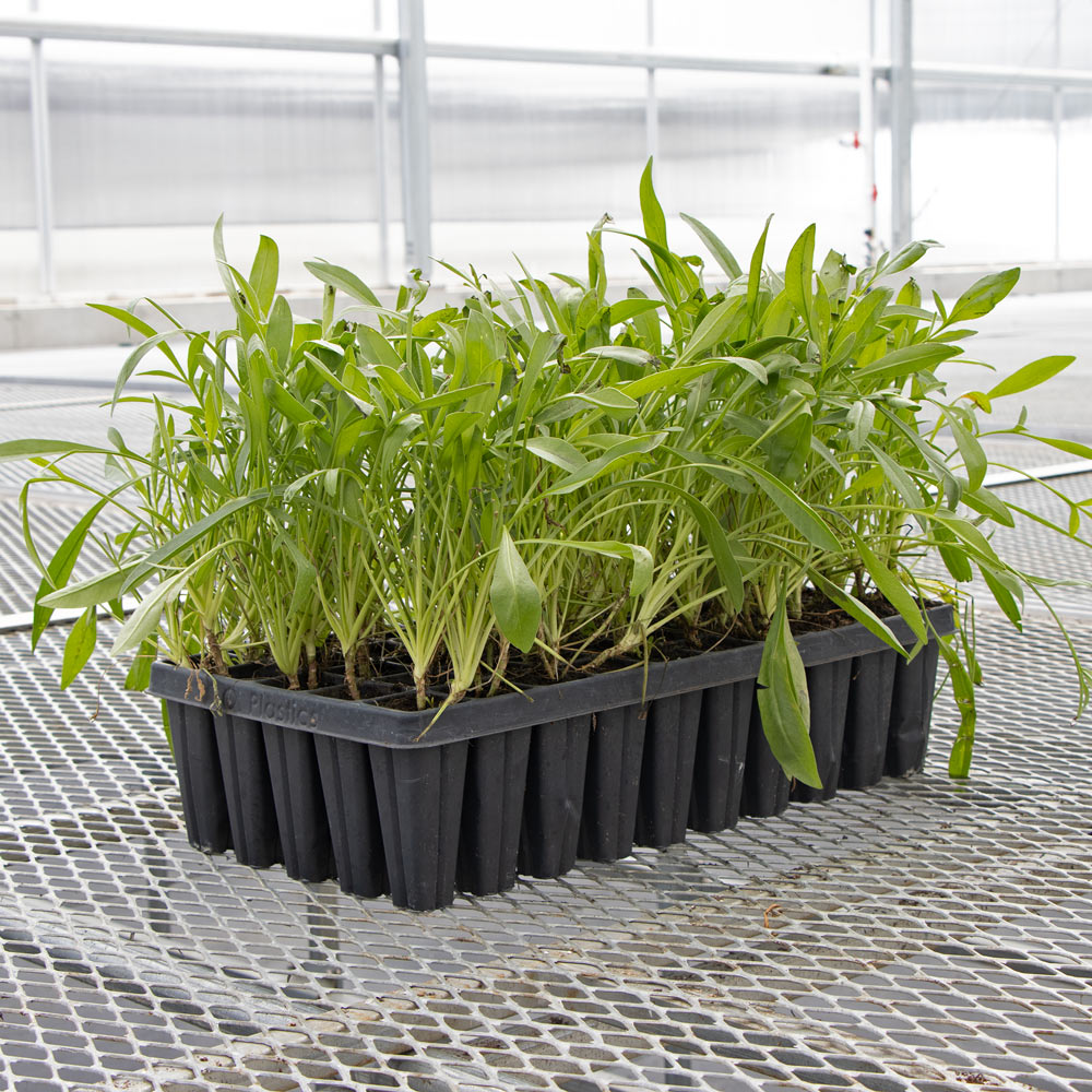 Coreopsis lanceolata, tray of 50 plugs