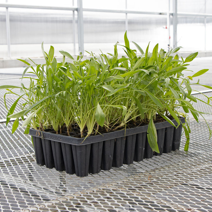 Coreopsis lanceolata, tray of 50 plugs