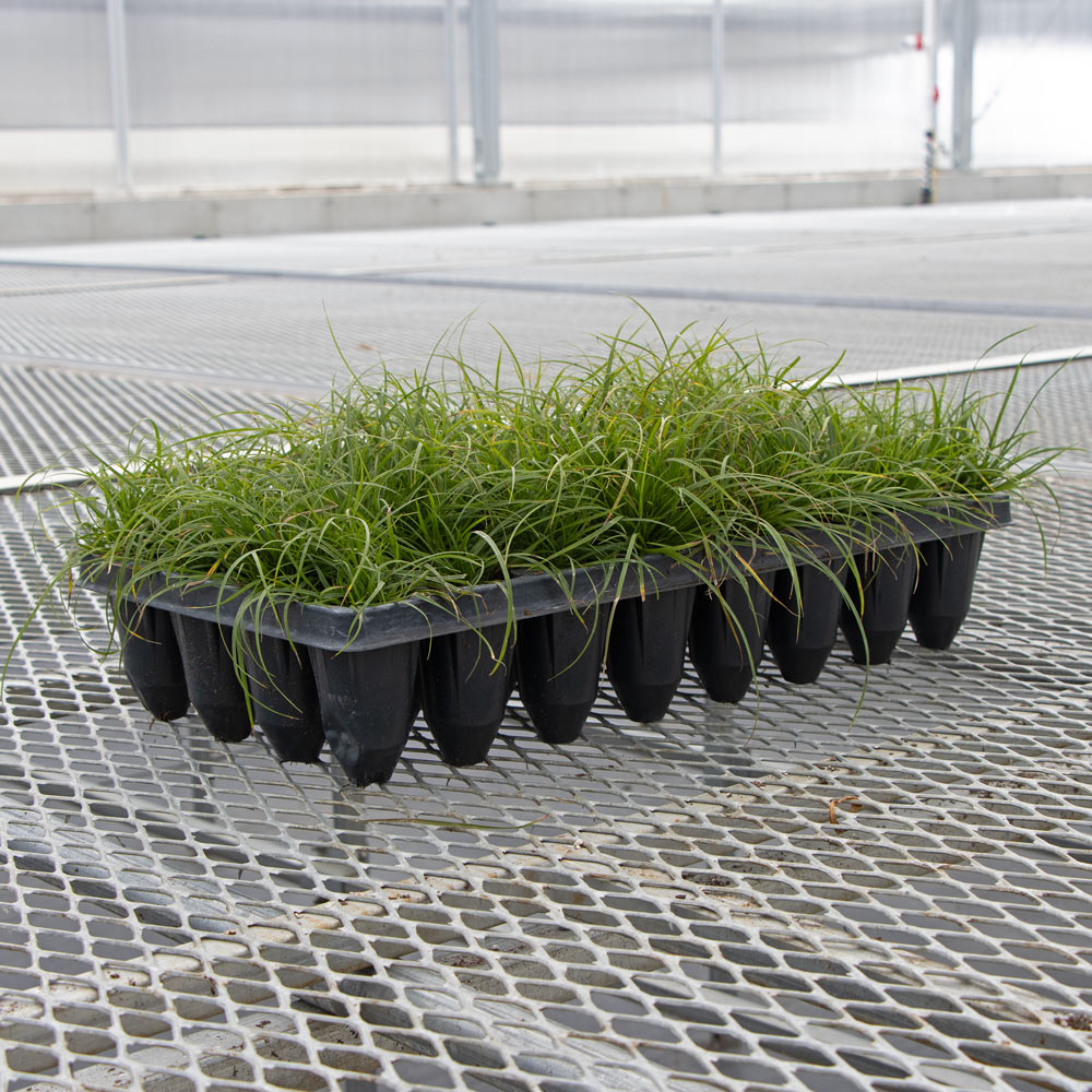 Carex pensylvanica, tray of 32 plugs